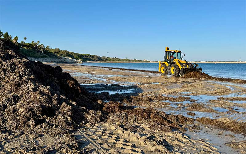 Rota ya teme que la llegada masiva de algas invasoras a sus playas continúe en pleno verano
