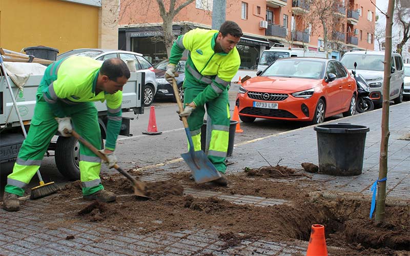 El arbolado urbano de Chiclana crece con más de 400 nuevos ejemplares desde septiembre