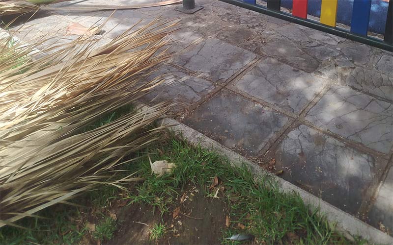 Exigen la “suspensión inmediata” en La Isla de todas las podas ante la destrucción de nidos