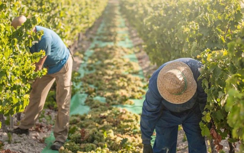 El Marco de Jerez activa una de sus vendimias más tempraneras: una cosecha “más normal”