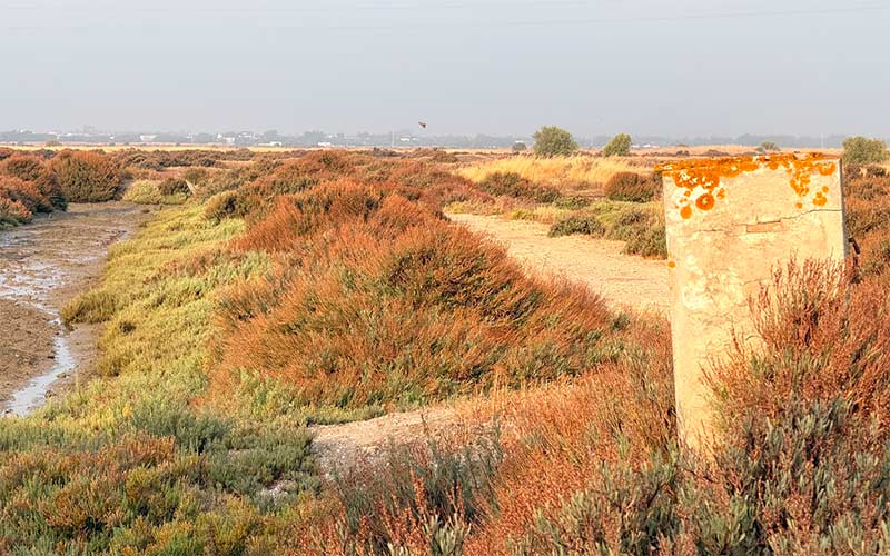 Adelante el proyecto que recuperará una salina en Chiclana como “pulmón azul para la Bahía”