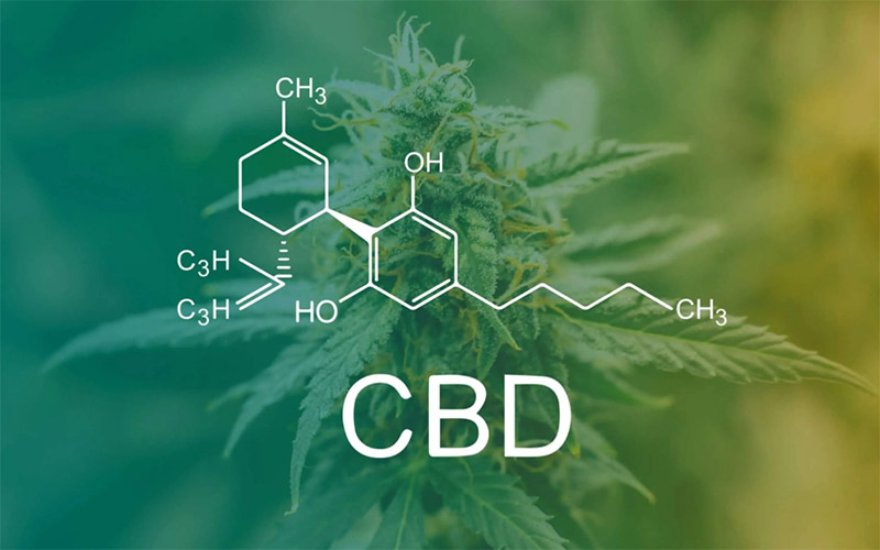 El CBD en España: ¿en qué fijarse al elegir semillas y variedades?