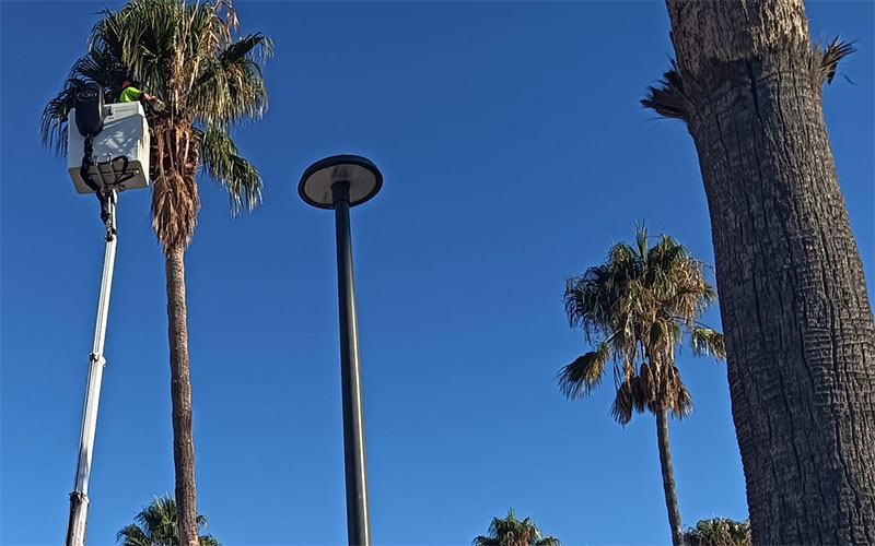 Tres de cada cuatro palmeras de Puerto Real pasarán este año por la campaña de limpieza