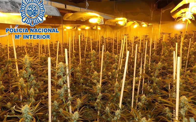 Las plantaciones de marihuana acaparan el 17% de la luz defraudada en Cádiz y saturan la red