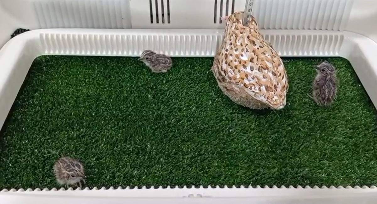 Varios de los polluelos recién nacidos en el zoo jerezano - Junta
