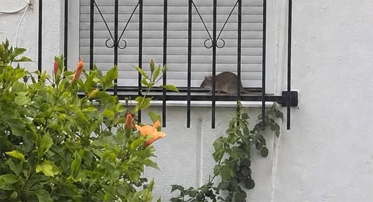 Rata vista en la calle Jabeque - AxSí